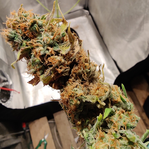 Growreport Bild 8