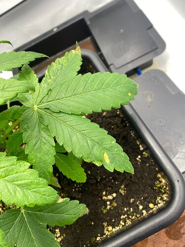 Growreport Bild 2
