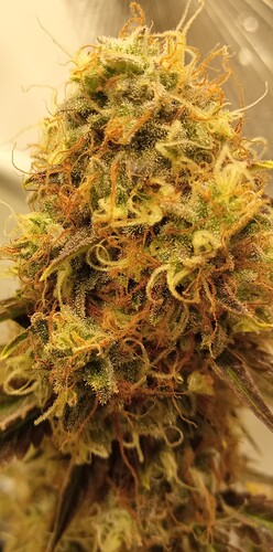 Growreport Bild 1