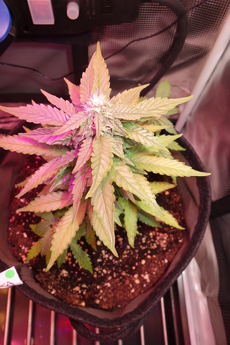 Growreport Bild 52