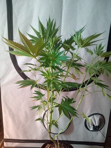 Growreport Bild 27