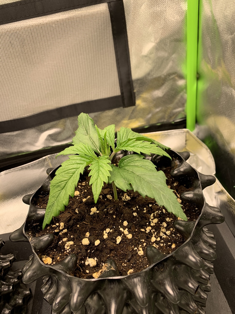 Jungpflanze mit hängenden Blätter nach GrowProbleme Forum