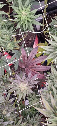 Growreport Bild 50