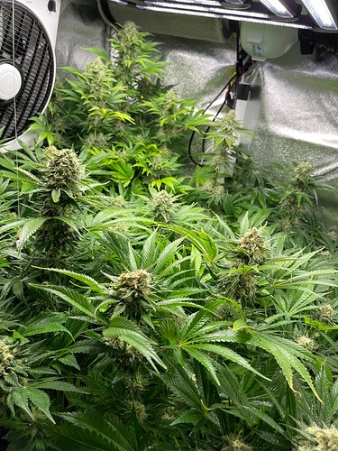 Growreport Bild 7
