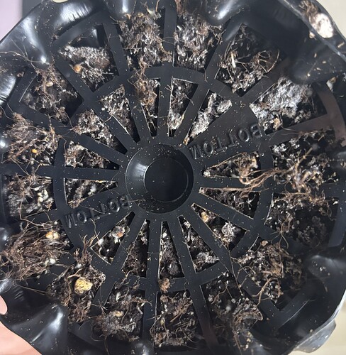 Growreport Bild 135