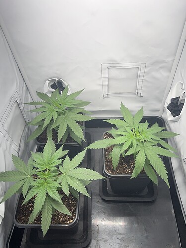 Growreport Bild 1