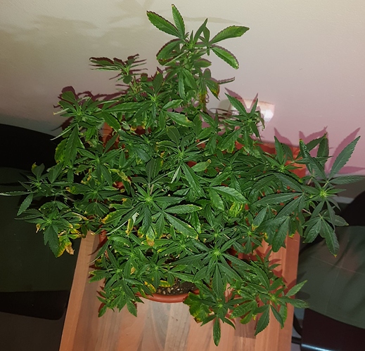 Growreport Bild 2