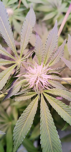 Growreport Bild 6