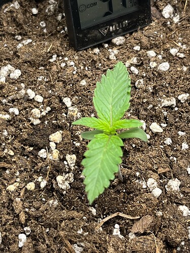 Growreport Bild 7