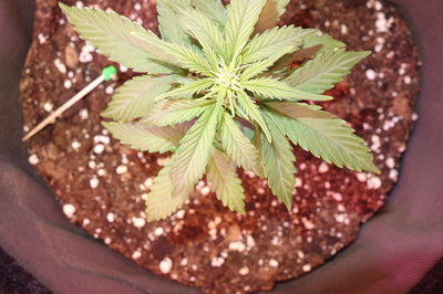 Eine junge Cannabispflanze in einem Topf, die sich in der Sämlingsphase befindet.