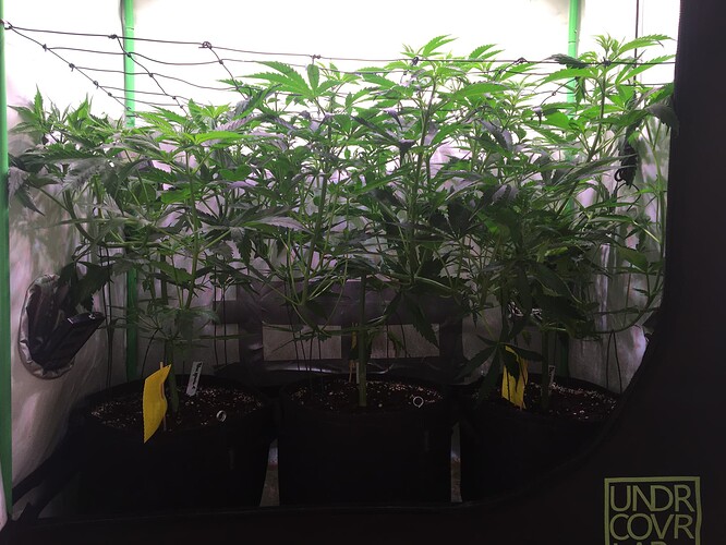 Growreport Bild 2