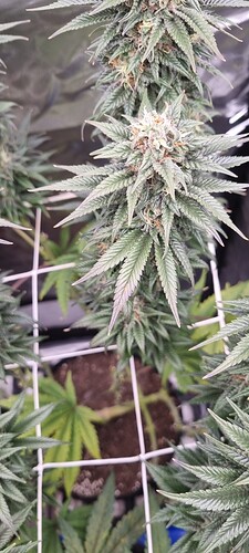Growreport Bild 12
