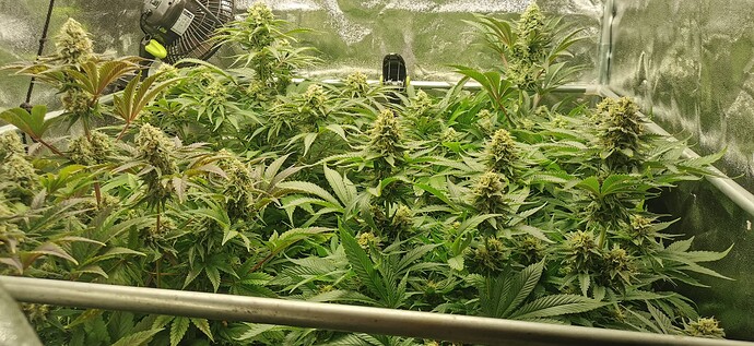 Growreport Bild 4