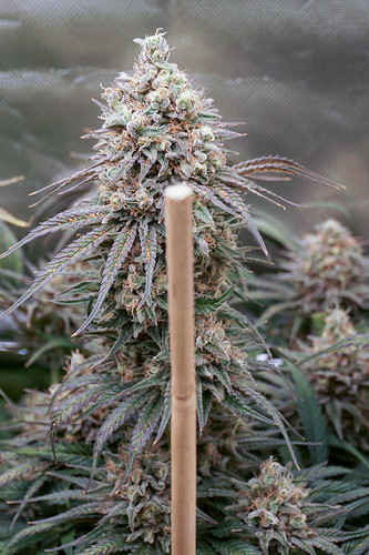 Growreport Bild 1