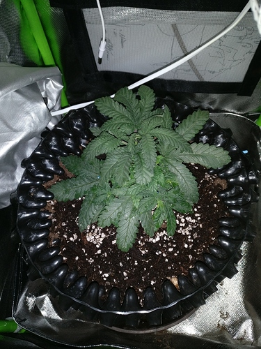 Growreport Bild 7
