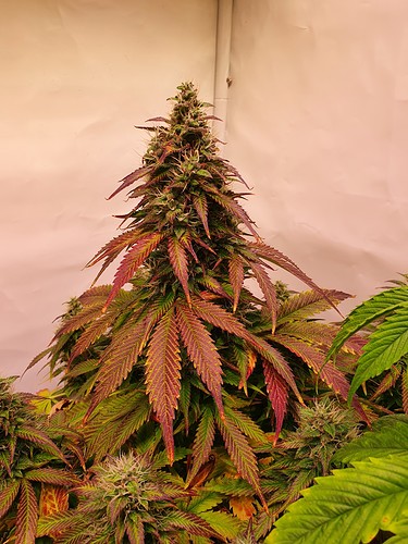 Growreport Bild 4