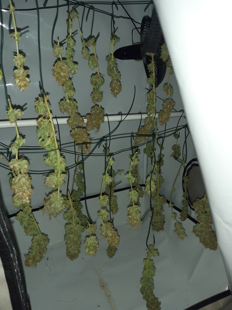 Silverhaze Fem Scrog Sanlight Q4W in Stoff pötte