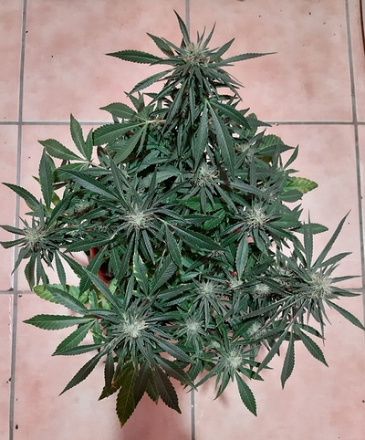 Growreport Bild 5
