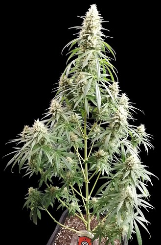 Growreport Bild 3