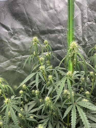 Growreport Bild 8