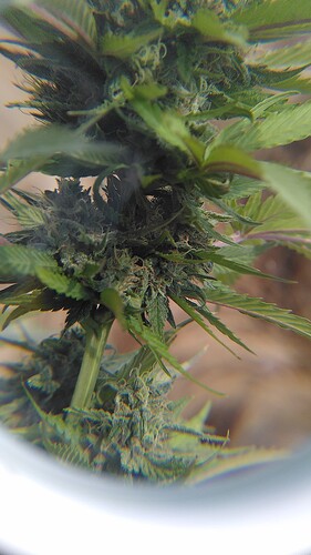 Growreport Bild 2