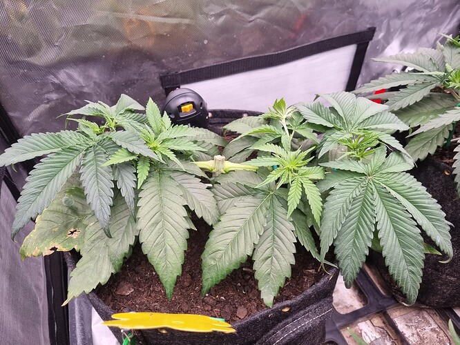 Growreport Bild 26