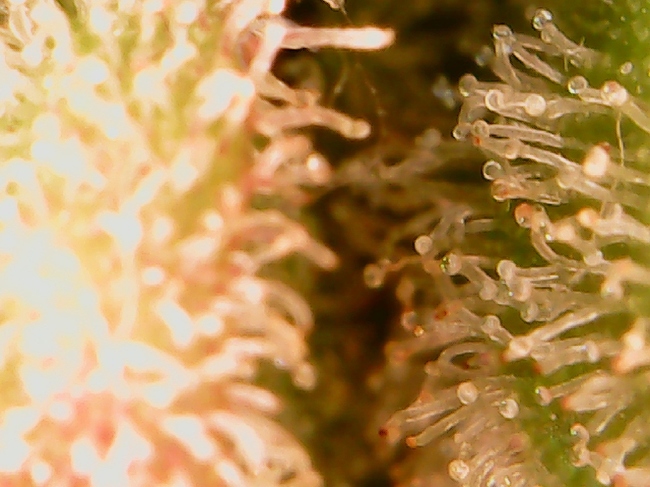 Growreport Bild 2
