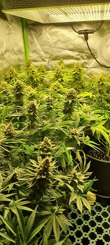 Growreport Bild 1