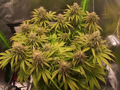 Growreport Bild 5