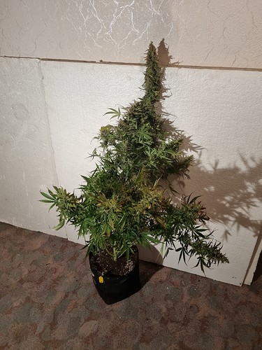 Growreport Bild 3
