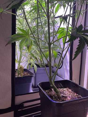 Growreport Bild 9