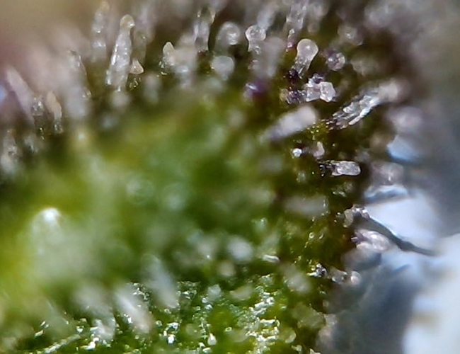 Growreport Bild 5