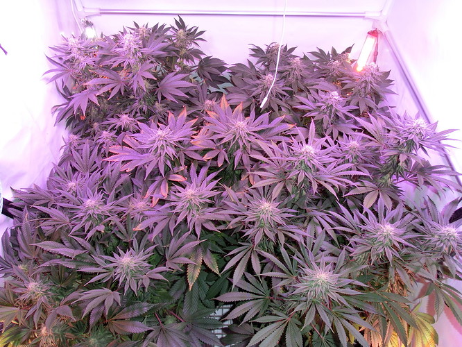 Growreport Bild 4
