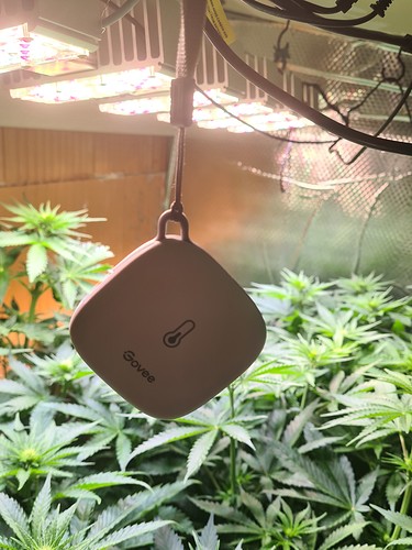 Ein Govee-Thermometer hängt vor einer Gruppe von Cannabis-Pflanzen im Wuchsstadium unter LED-Wachstumslichtern.