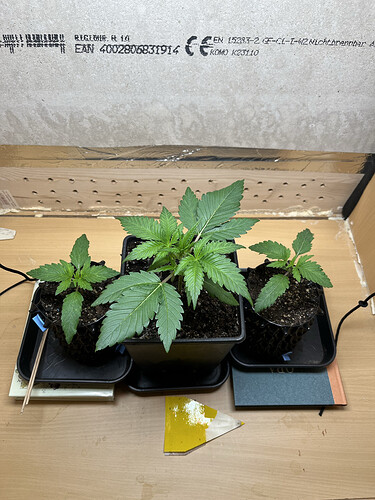 Growreport Bild 2