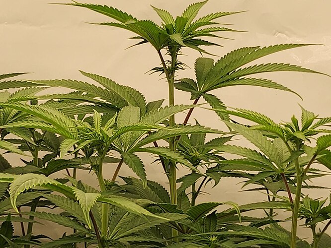 Growreport Bild 1