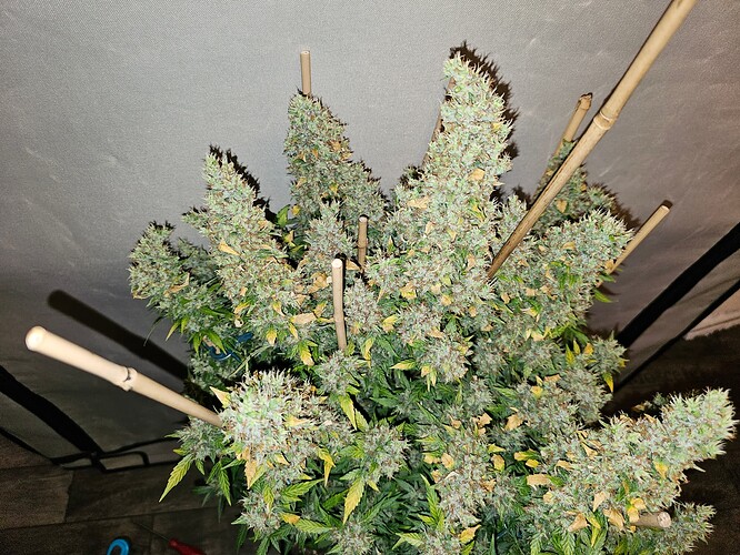 Growreport Bild 3