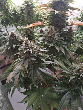 Growreport Bild 7