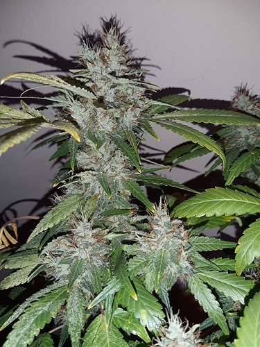 Growreport Bild 6