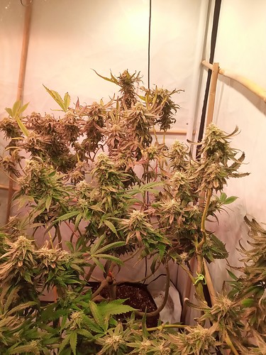 Growreport Bild 6