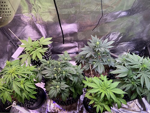 Growreport Bild 5