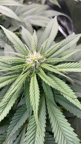 Growreport Bild 18