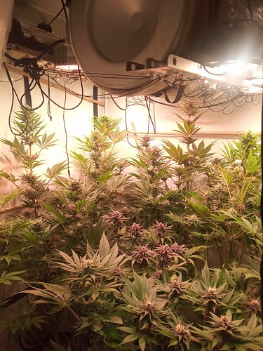 Growreport Bild 67
