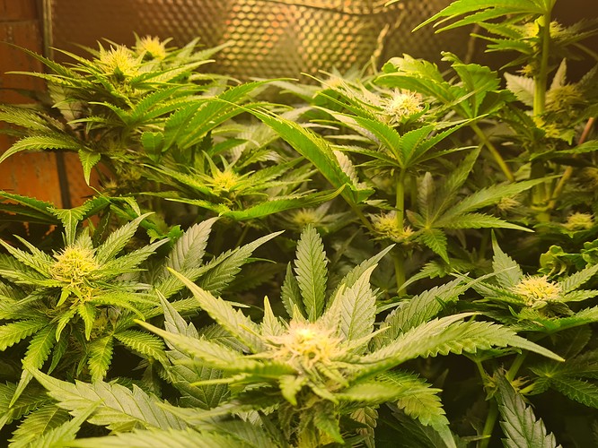 Mehrere Cannabis-Pflanzen in der Blütephase, mit sichtbaren Blütenansätzen und dichtem Blattwerk.