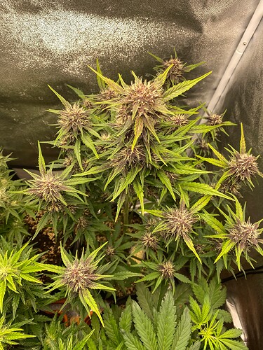 Growreport Bild 3