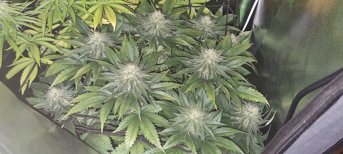 Growreport Bild 7