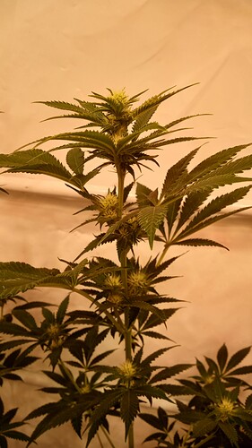 Growreport Bild 72