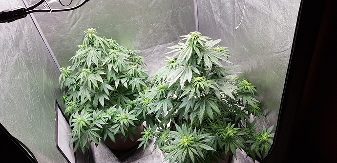 Growreport Bild 7