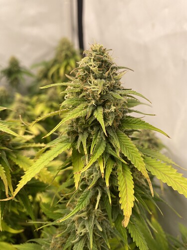 Growreport Bild 3