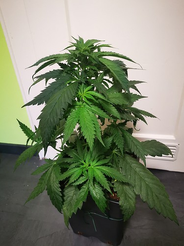 Growreport Bild 21
